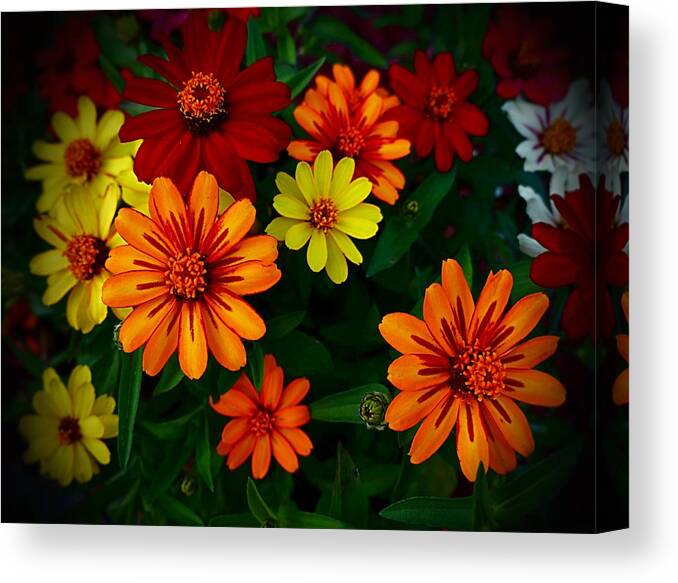 Zinnia Canvas Print featuring the photograph Zinnia Kaleidoscope of Color by Nick Kloepping