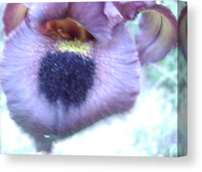Iris Canvas Print featuring the photograph Zoom In On Black Iris by Moshe Harboun