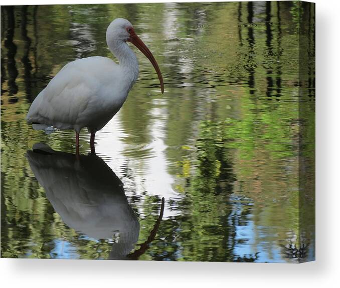 White Canvas Print featuring the photograph Reflections by Vijay Sharon Govender