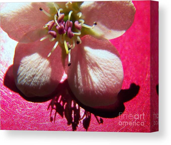 Blossom Canvas Print featuring the photograph White Wind Blossom by Judy Via-Wolff