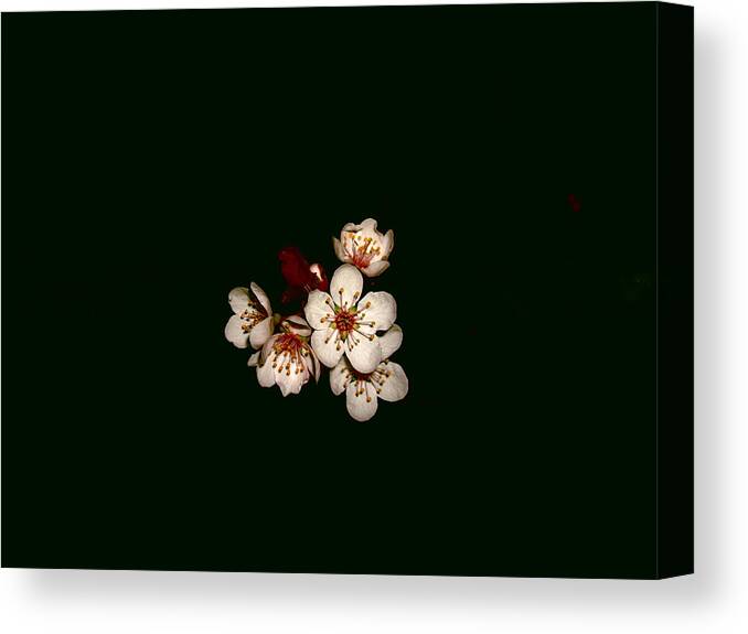 Flower Canvas Print featuring the photograph 006simple by Robert Cunningham