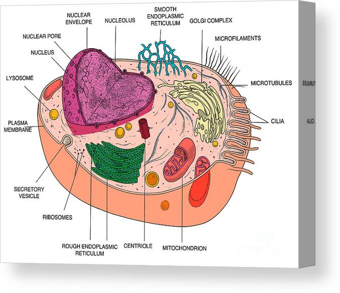 Animal Cell Diagram Canvas Print / Canvas Art by Science Source - Fine Art  America