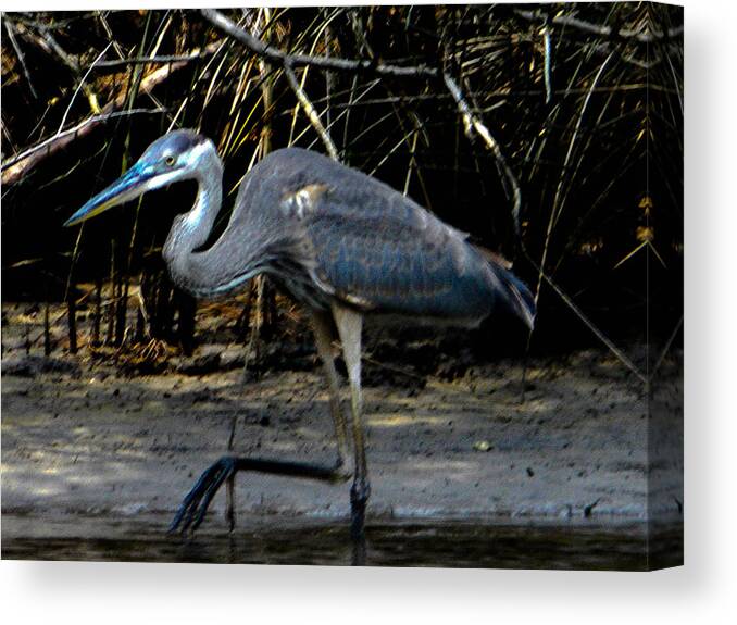 great Blue Heron Canvas Print featuring the photograph Backwater Stalker #1 by Christy Usilton
