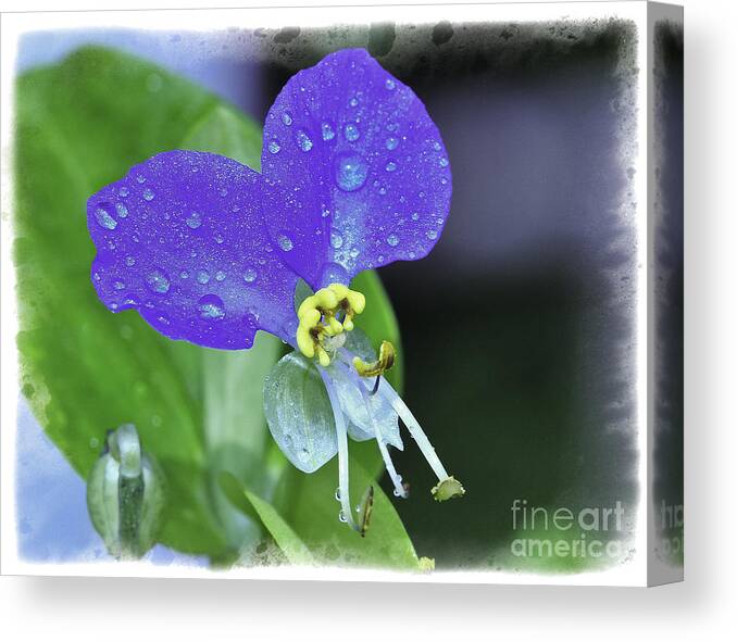 Flower Macro Canvas Print featuring the photograph Blue #1 by David Waldrop