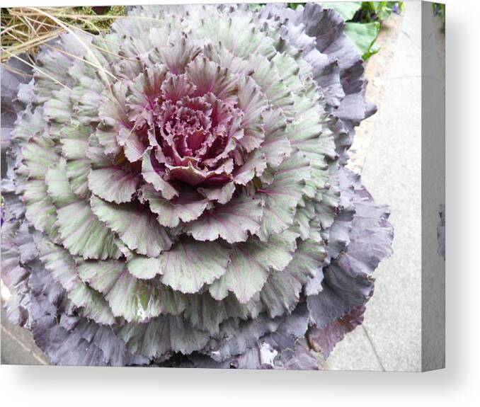 Flowers Canvas Print featuring the photograph Cabbage Patch #1 by Val Oconnor