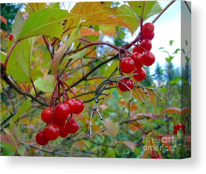 Cranberries Canvas Print featuring the photograph Cranberries #1 by Jim Sauchyn