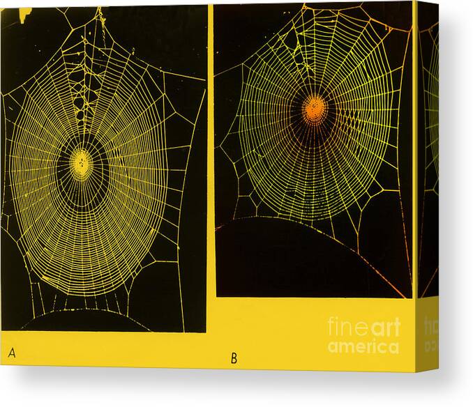 Arachnid Canvas Print featuring the photograph Effect Of Psilocybin #1 by Omikron