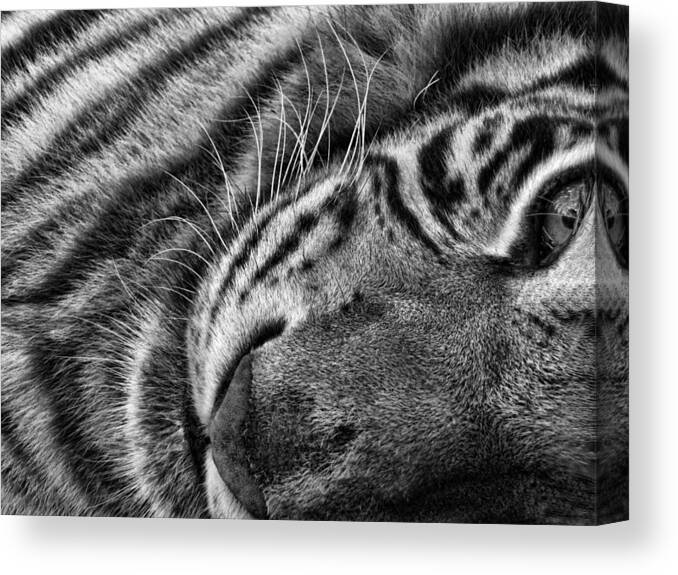 White Tiger Canvas Print featuring the photograph India #1 by Shari Jardina