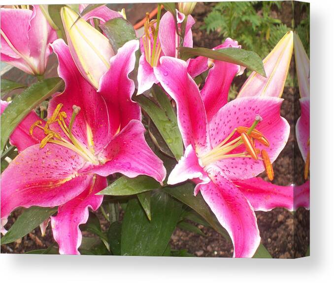 Flower Canvas Print featuring the photograph Pink Lilies #1 by Corinne Elizabeth Cowherd