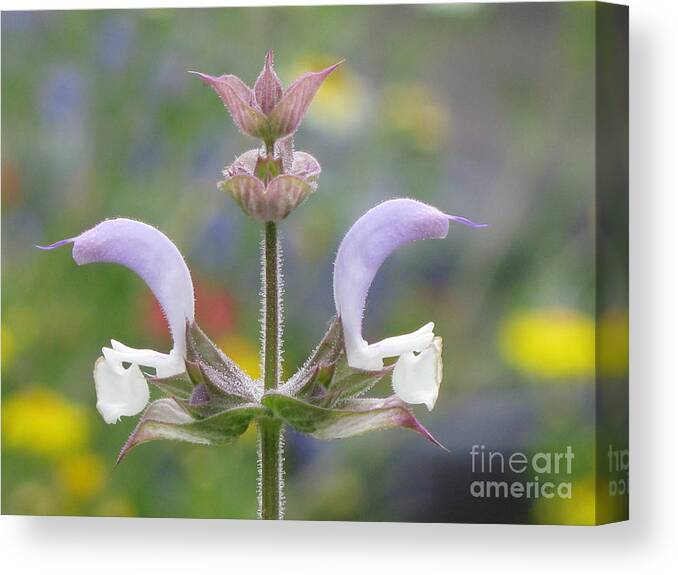 Flower Canvas Print featuring the photograph Royalty #1 by Holy Hands