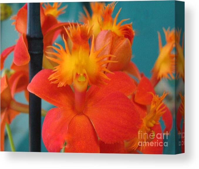 Flower Canvas Print featuring the photograph Self Portrait #1 by Holy Hands