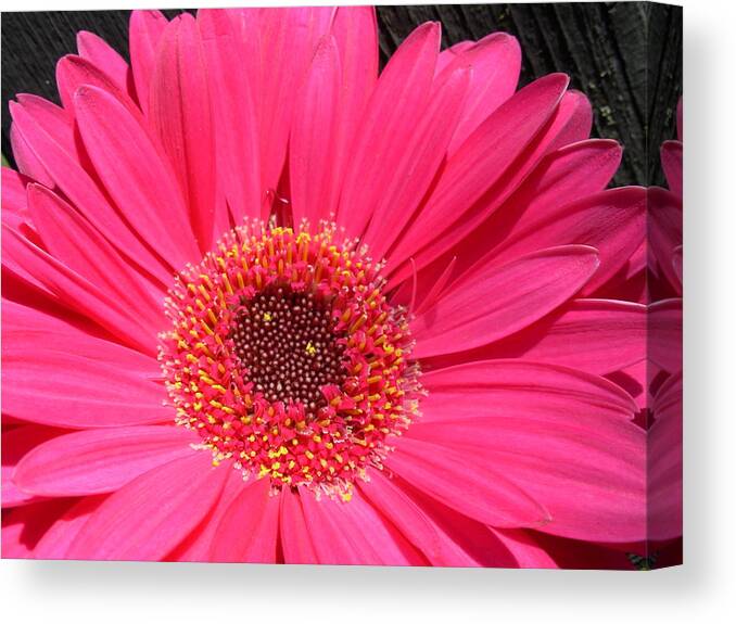 Gerbera Photographs Canvas Print featuring the photograph 1002 by Kimberlie Gerner Wells