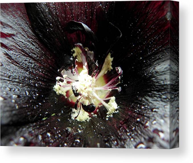 Black Canvas Print featuring the photograph After The Rain #2 by Kim Galluzzo