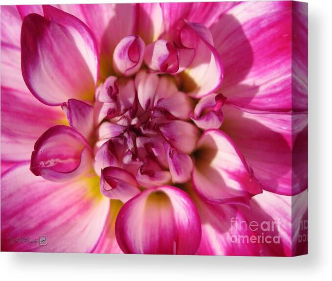 Dahlia Canvas Print featuring the photograph Dahlia named Who Dun It #2 by J McCombie