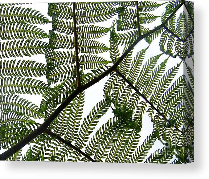 Ferns Canvas Print featuring the photograph Ferns #2 by Sylvie Leandre