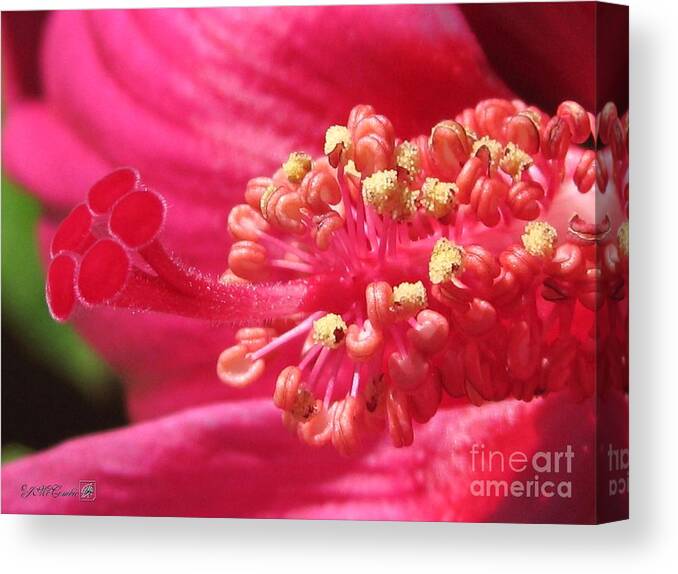 Hibiscus Moscheutos Canvas Print featuring the photograph Hibiscus named Luna Rose #2 by J McCombie