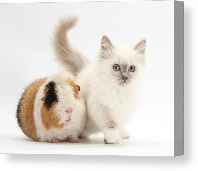 Nature Canvas Print featuring the photograph Blue-point Kitten And Guinea Pig #3 by Mark Taylor
