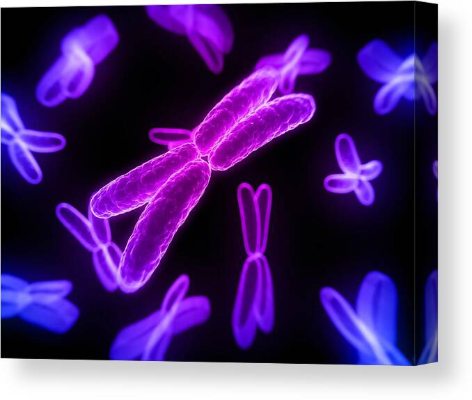 Artwork Canvas Print featuring the photograph Chromosomes, Artwork #3 by Sciepro