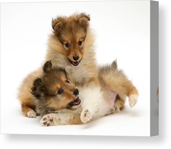 Animal Canvas Print featuring the photograph Sheltie Puppies #3 by Jane Burton