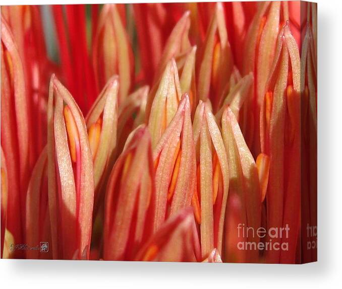 African Blood Lily Canvas Print featuring the photograph African Blood Lily or Fireball Lily #4 by J McCombie
