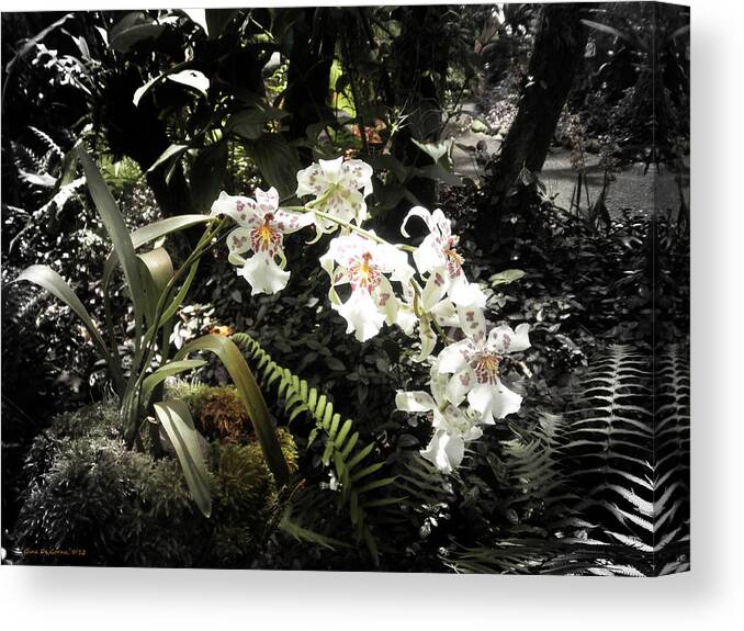 Flowers Canvas Print featuring the photograph Orchids #4 by Gina De Gorna