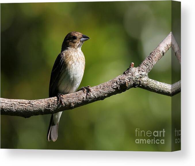 Nature Canvas Print featuring the photograph Indigo Bunting #5 by Jack R Brock