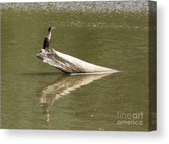 Nature Canvas Print featuring the photograph Double-crested Cormorant #6 by Jack R Brock