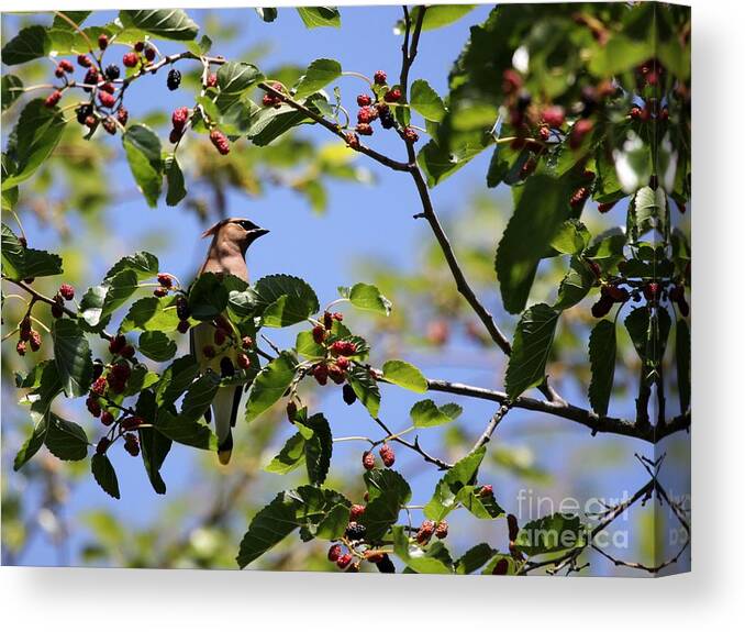 Nature Canvas Print featuring the photograph Cedar Waxwing #8 by Jack R Brock