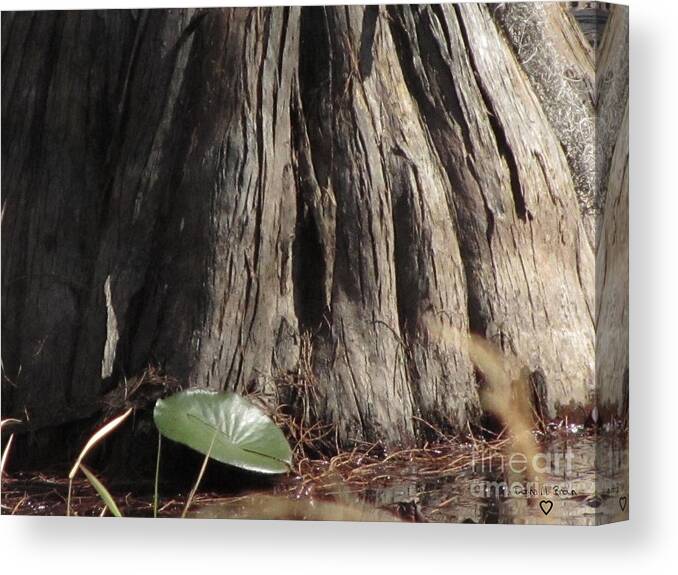 Tree Canvas Print featuring the photograph A Base Of The Cypress Tree by Donna Brown