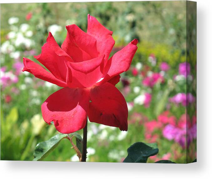 Beautiful Canvas Print featuring the photograph A beautiful red flower growing at home by Ashish Agarwal