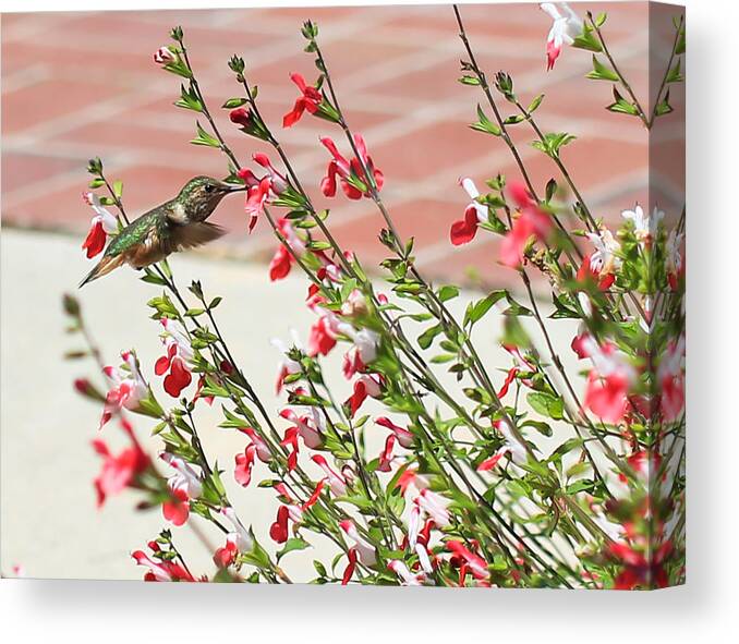 Red Canvas Print featuring the photograph A Garden Delight by Heidi Smith