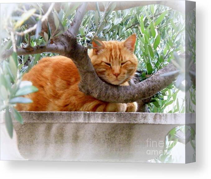 Cat Canvas Print featuring the photograph A Nice Napping Spot by Lainie Wrightson