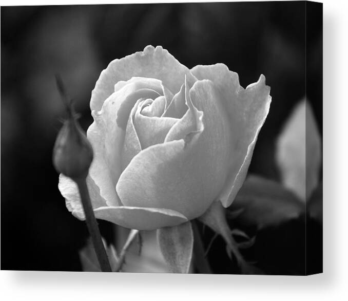 Rose Canvas Print featuring the photograph A Rose in Black and White by Janice Adomeit