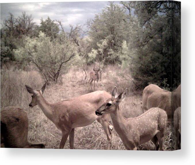 Deer Canvas Print featuring the photograph Acquiring A Fold by James Granberry