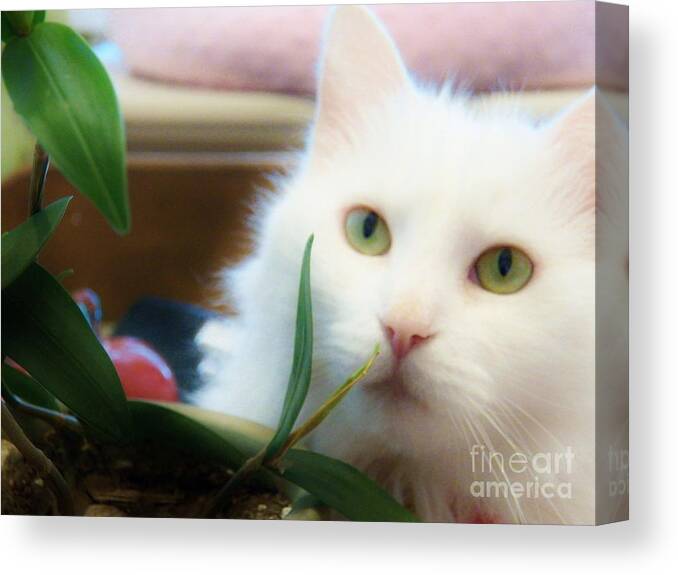Cat Canvas Print featuring the painting Adorable by Judy Via-Wolff