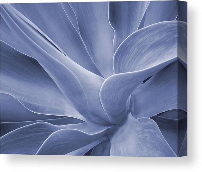 Agave Canvas Print featuring the photograph Agave in Blue by Bel Menpes