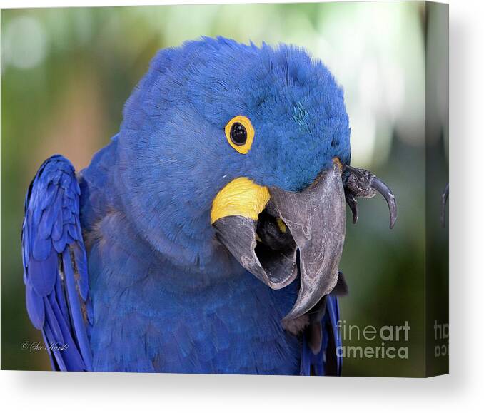 Birds Canvas Print featuring the photograph An itch by Sue Karski