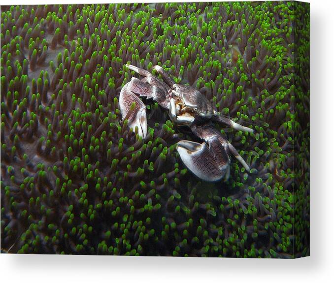 Underwater Canvas Print featuring the photograph Anemone Crab by Ted Papoulas