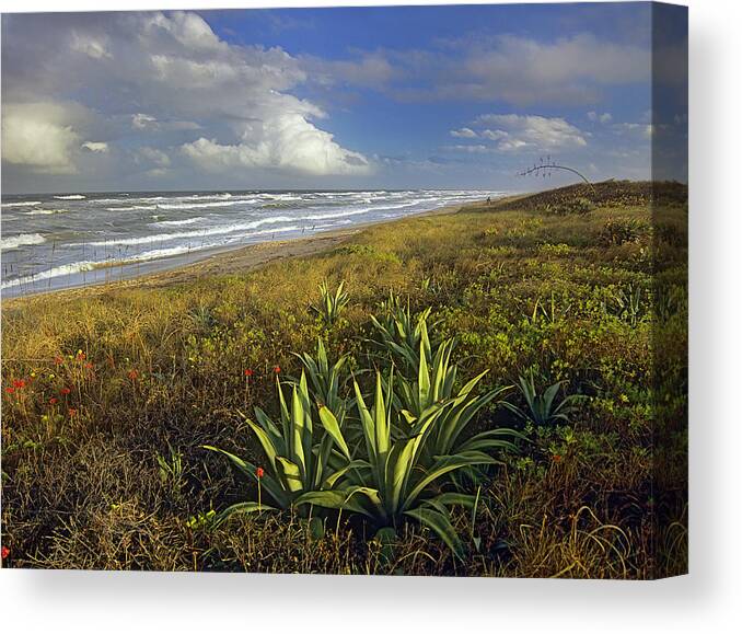 00176773 Canvas Print featuring the photograph Apollo Beach At Canaveral National by Tim Fitzharris