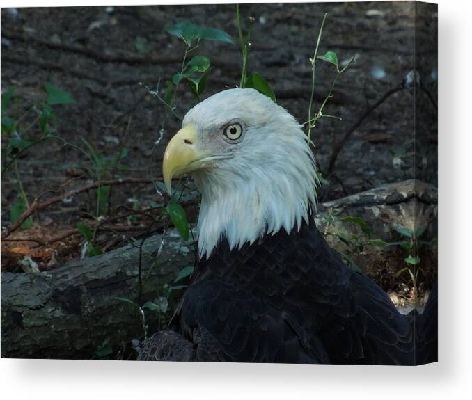 Bald Eagle Canvas Print featuring the photograph Bald Eagle by Chad and Stacey Hall