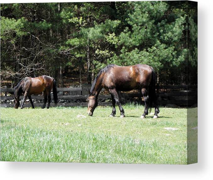 Horse Photography Canvas Print featuring the photograph Beautiful Geldings Grazing by Kim Galluzzo Wozniak