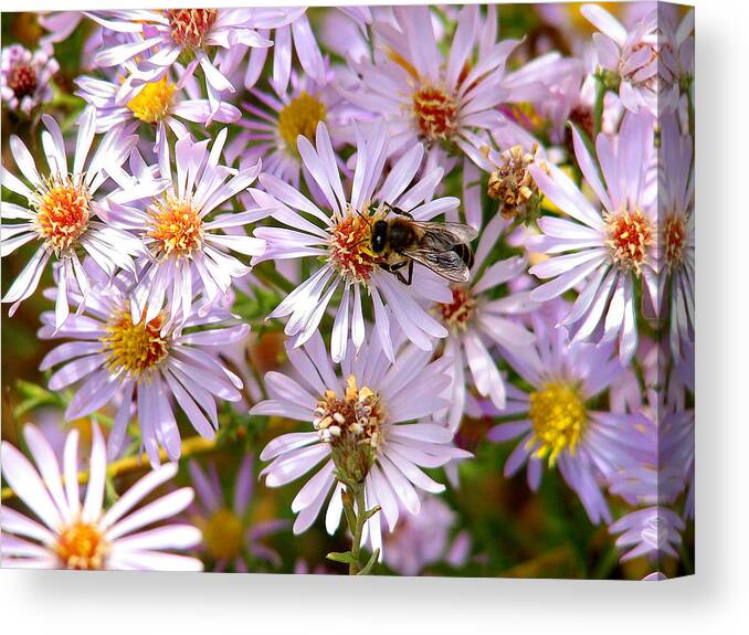 Springtime Canvas Print featuring the photograph Beeflowers by Rick Wicker