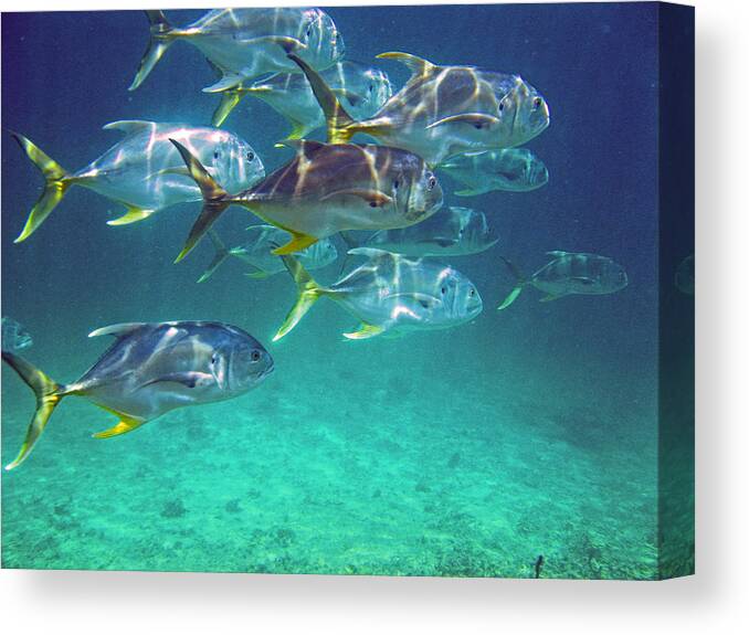 Fish Canvas Print featuring the photograph Big Fish by Kelly Smith