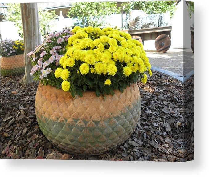 Daisy Canvas Print featuring the photograph Big Pot Of Flower by Anna Baker