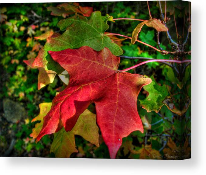 Big Tooth Maple Canvas Print featuring the photograph Big Tooth Maple Leaves by Aaron Burrows