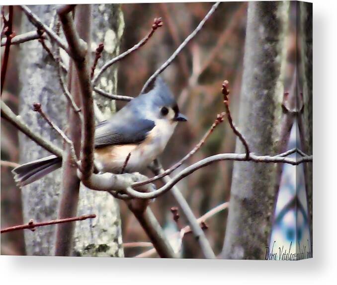 Bird Photography Canvas Print featuring the photograph Bird Photography by Debra   Vatalaro