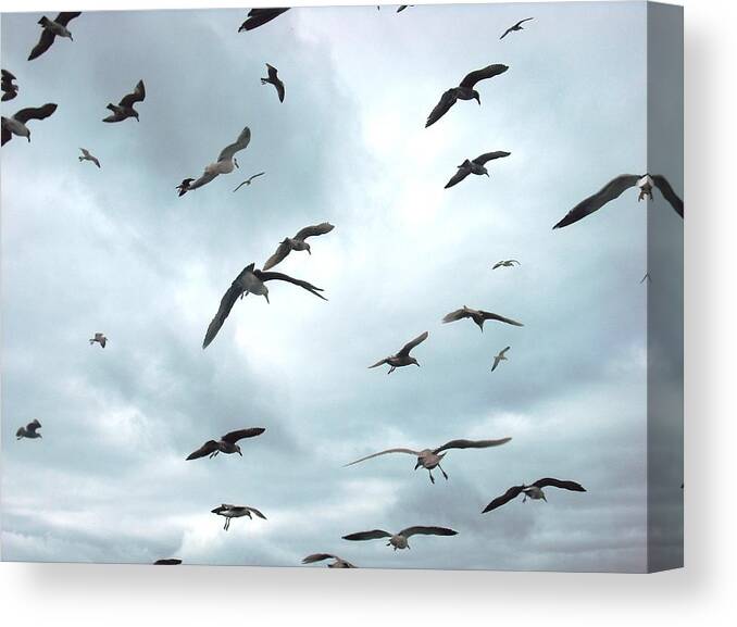 California Canvas Print featuring the photograph Birds in Bodega Bay by Kelly Manning