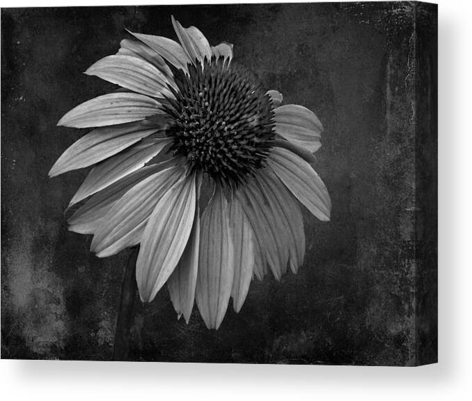 Bittersweet Canvas Print featuring the photograph Bittersweet Memories - BW by David Dehner