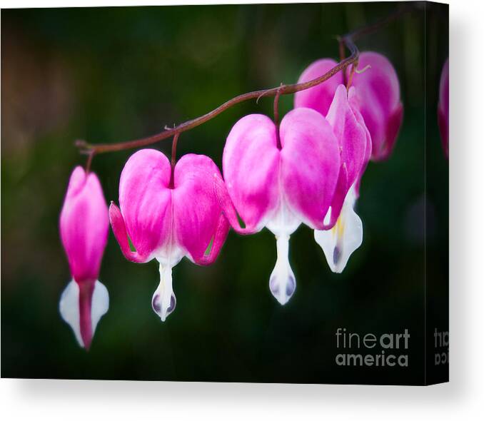 Flower Canvas Print featuring the photograph Bleeding Hearts 001 by Larry Carr