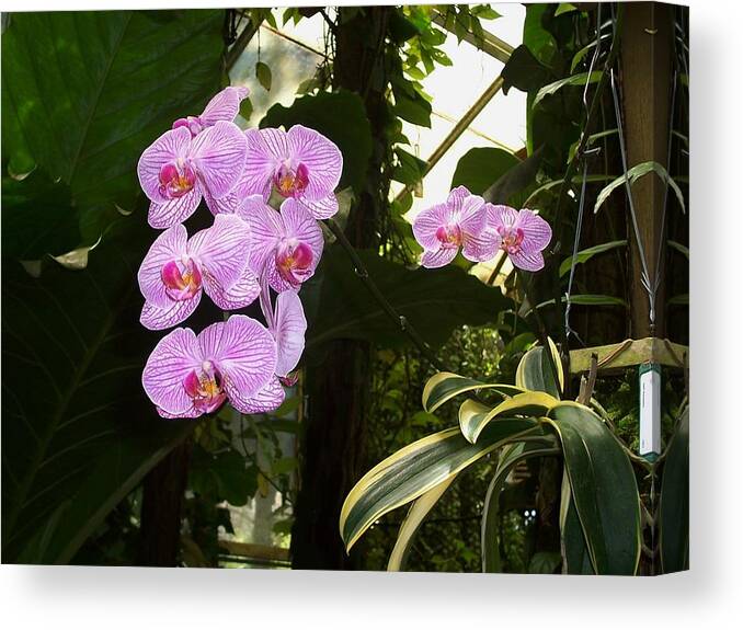 Flowers Canvas Print featuring the photograph Bliss by Sheila Silverstein